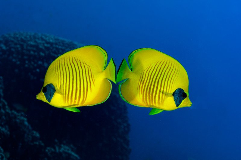 Blue Cheeked Butterflyfish :: Creature Count :: Far Out Photos